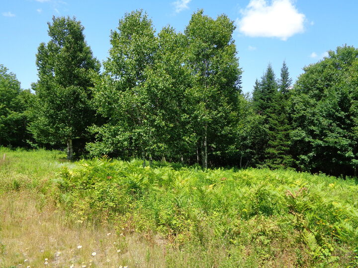 Property Photo: Lot 18 Bailey Mountain Road ME 04634