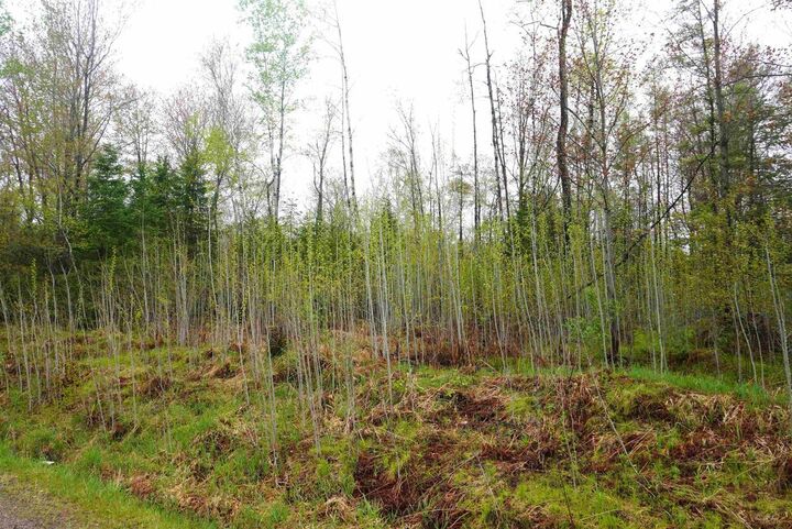 Property Photo:  20 Acres N County Road X  WI 54435 