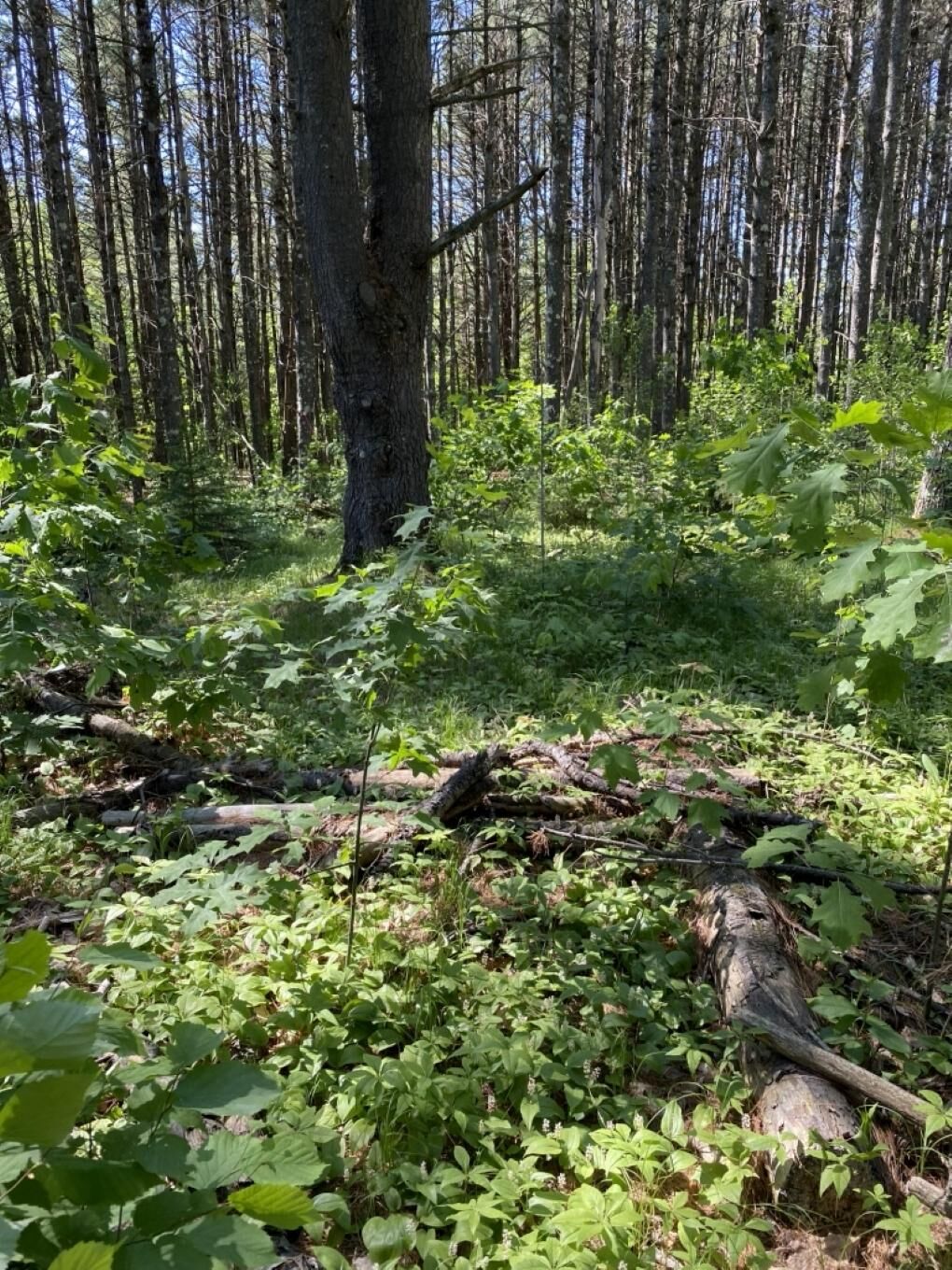 Property Photo: Lot 10 Rockwood Dr WI 54548