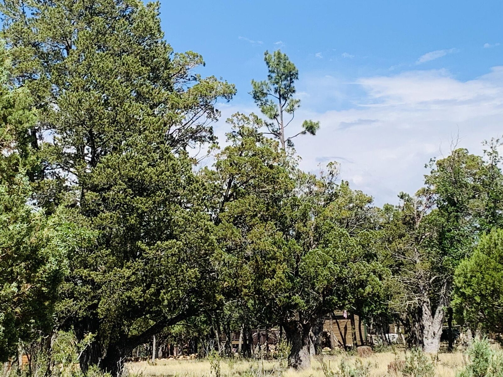 Property Photo: 2277 Pine Crest Drive AZ 86024