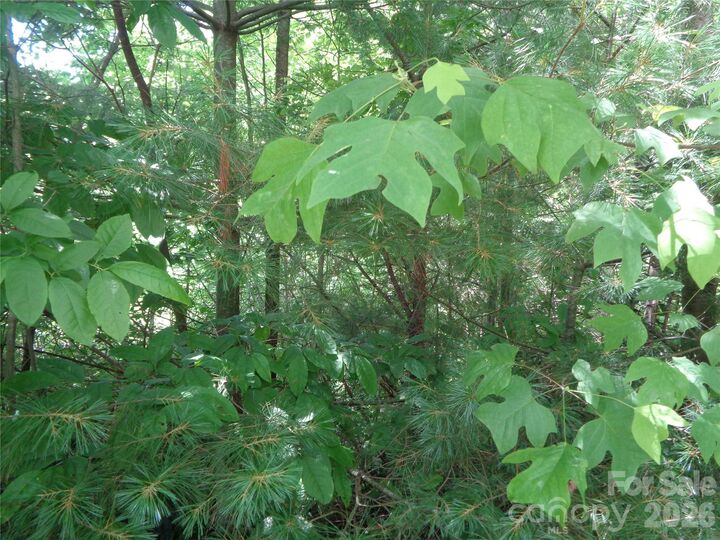 Property Photo: Lot 6 Peaks Creek Trail NC 28751