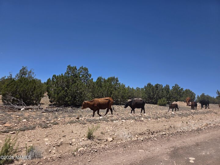 Property Photo:  9966 Northstar Road  AZ 86046 