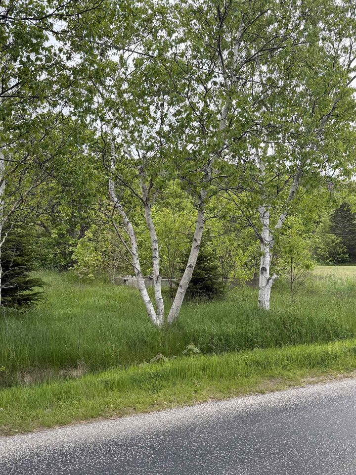 Property Photo:  262 Trout Cove Road  NS B0V 1A0 