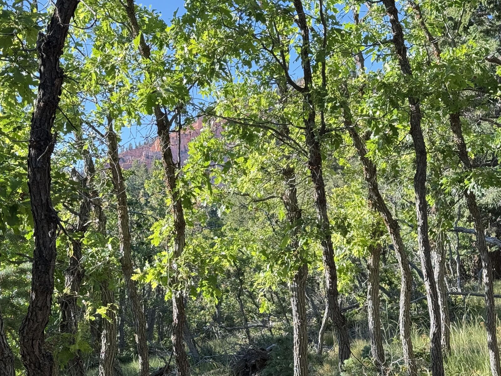 Property Photo:  A 4 Wonderland Vista  UT 84762 