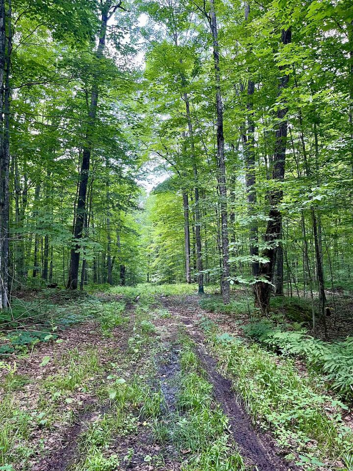 Property Photo: Mary Dale Lane MI 49659
