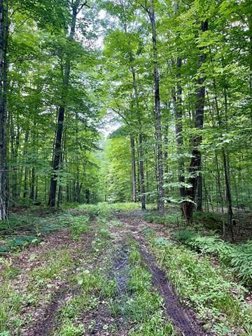 Property Photo: Mary Dale Lane MI 49659