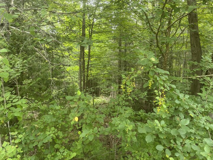 Property Photo:  M30 L1b Carson Road  ME 04619 