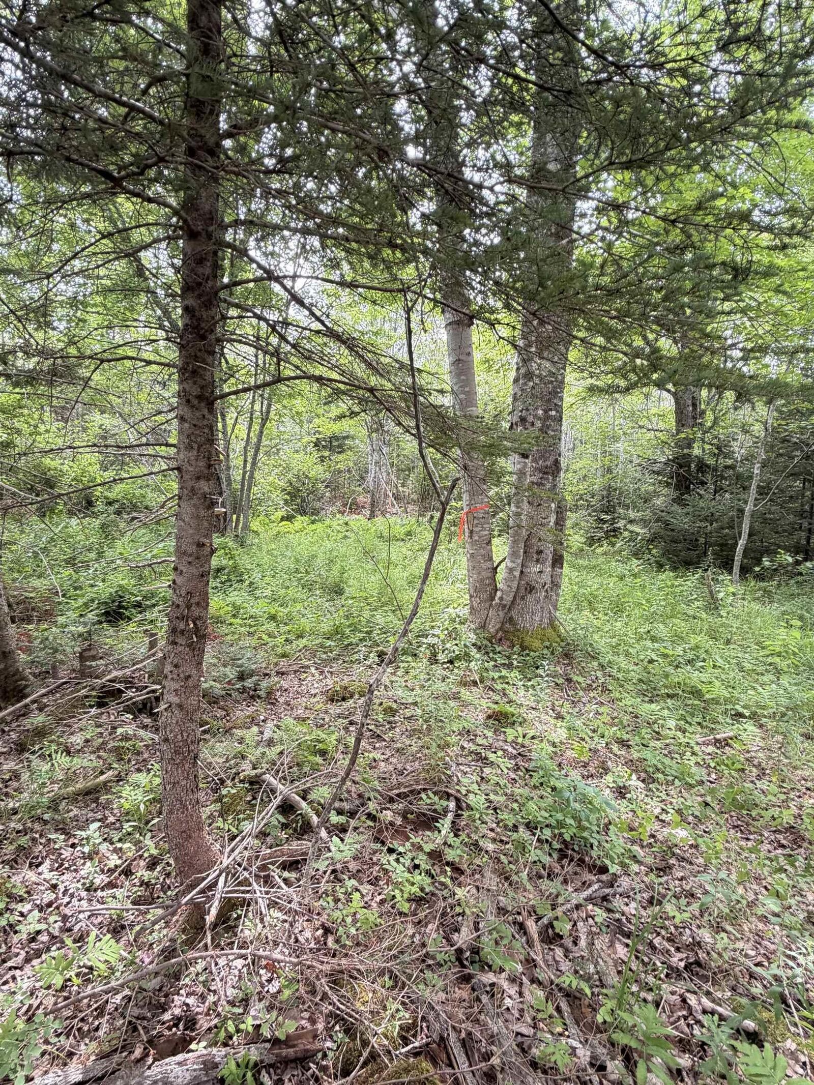 Property Photo:  Lot 2026 Perotte Road  NS B0S 1A0 