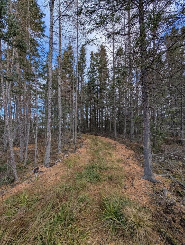 Property Photo: Vl Slough Lake Road MI 49841