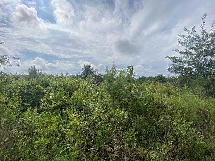 Property Photo:  437 Acres Brown Creek Road  GA 31826 