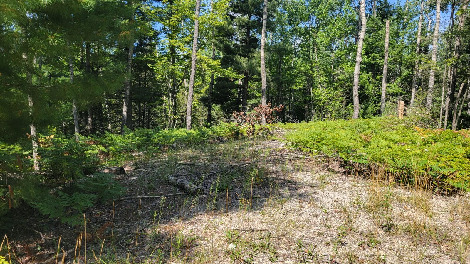 Property Photo:  14542 W Shoreline Drive  MI 49799 