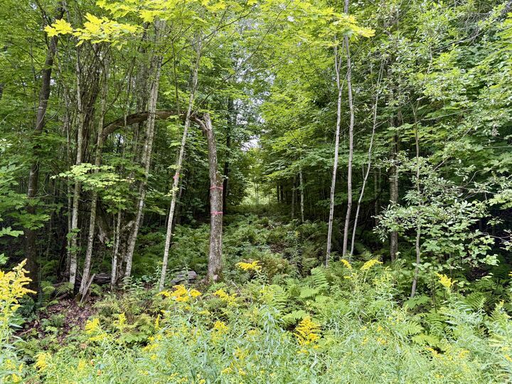 Property Photo: 0 Dann Road NY 12981