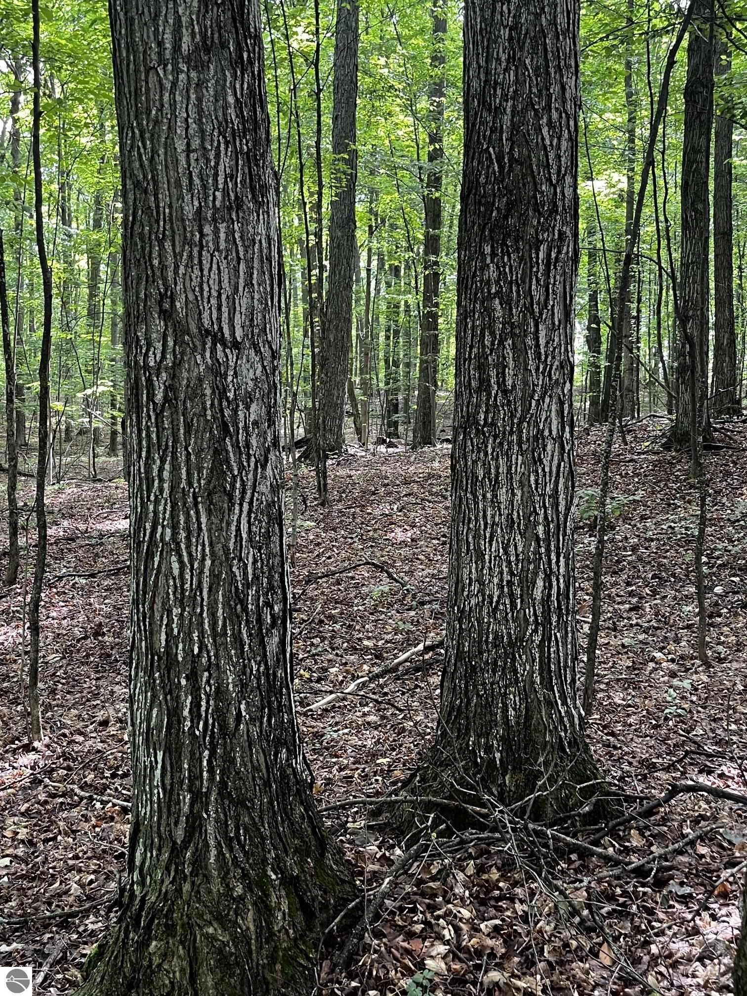 Property Photo: 7745 Kingsley Road MI 49696