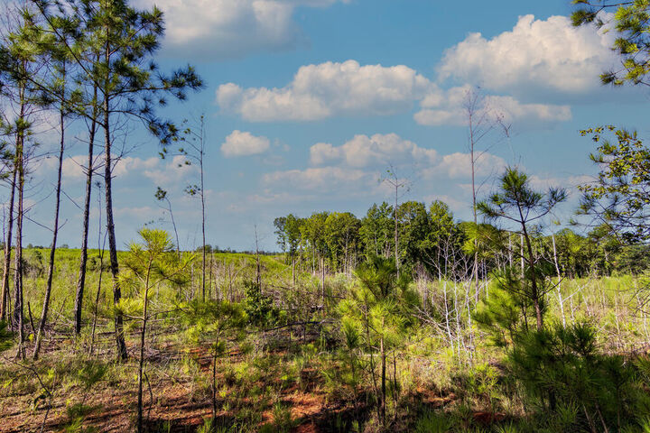 Property Photo:  Tract 6 Carlisle Gap Road  GA 31836 