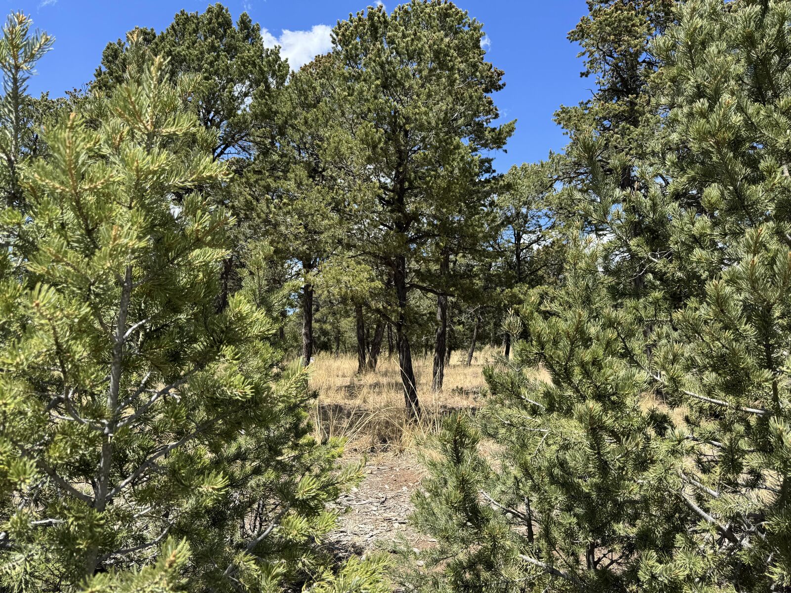 Property Photo: 17 Wild Wings Circle NM 87552