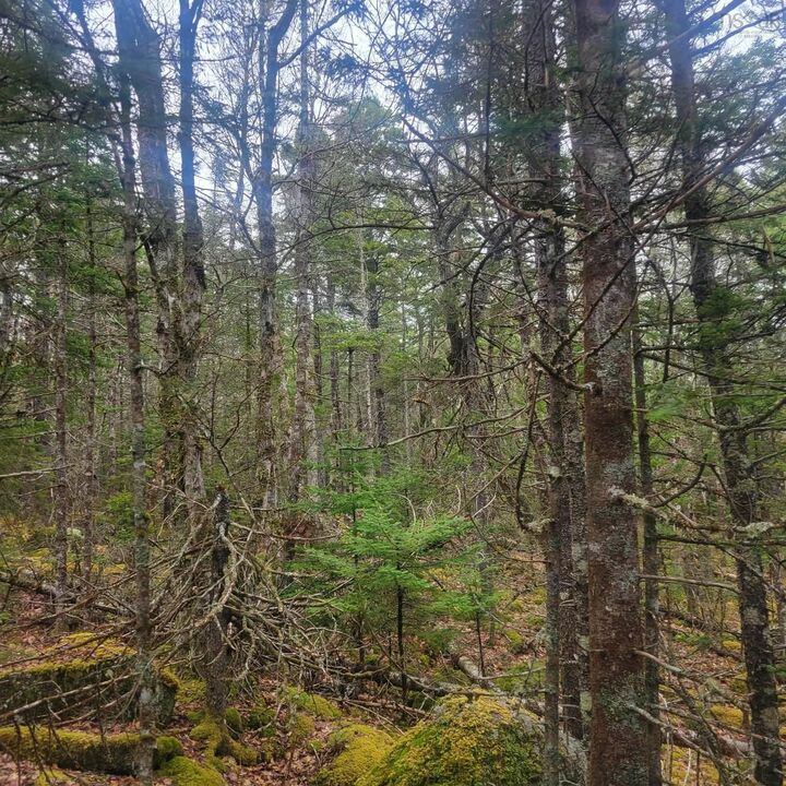 Property Photo:  Lot 17 Tupper Lake  NS B0T 1B0 