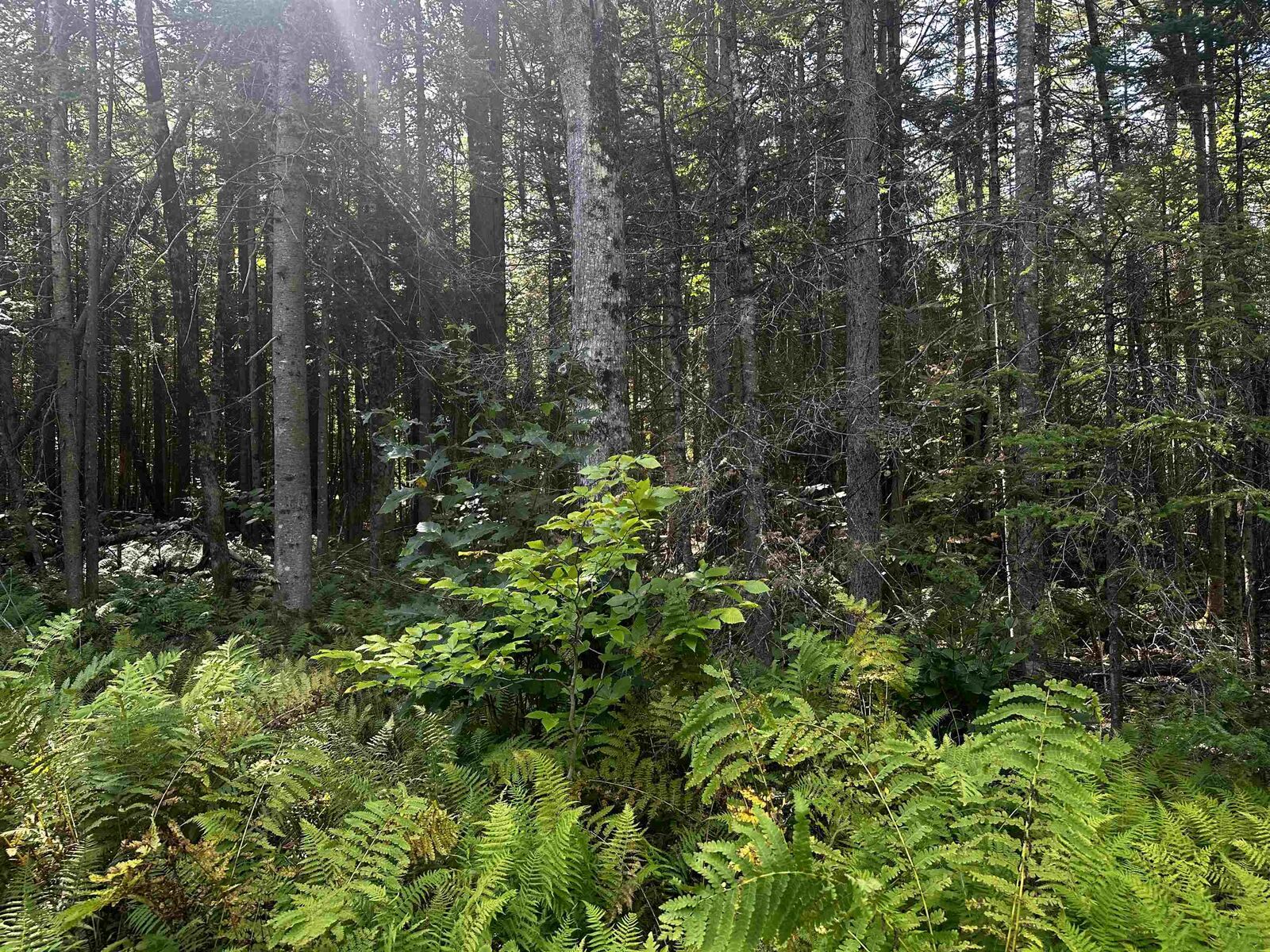 Property Photo:  17 Oak Lane  NH 03753 