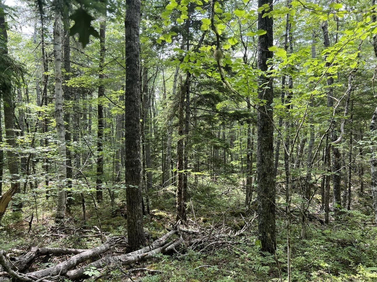 Property Photo:  Lot 17 Pine Island Drive  NS B0T 1E0 