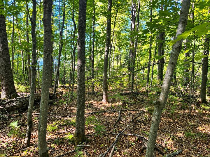 Property Photo:  Lot 1 &Amp 2 Bluegill Avenue N  WI 54893 
