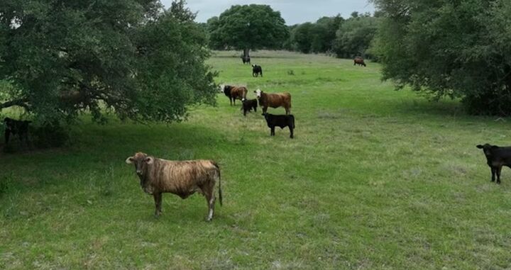 Property Photo:  Tbd Cr 127 Lot 1, Block 1 County Road 127 Road  TX 78946 