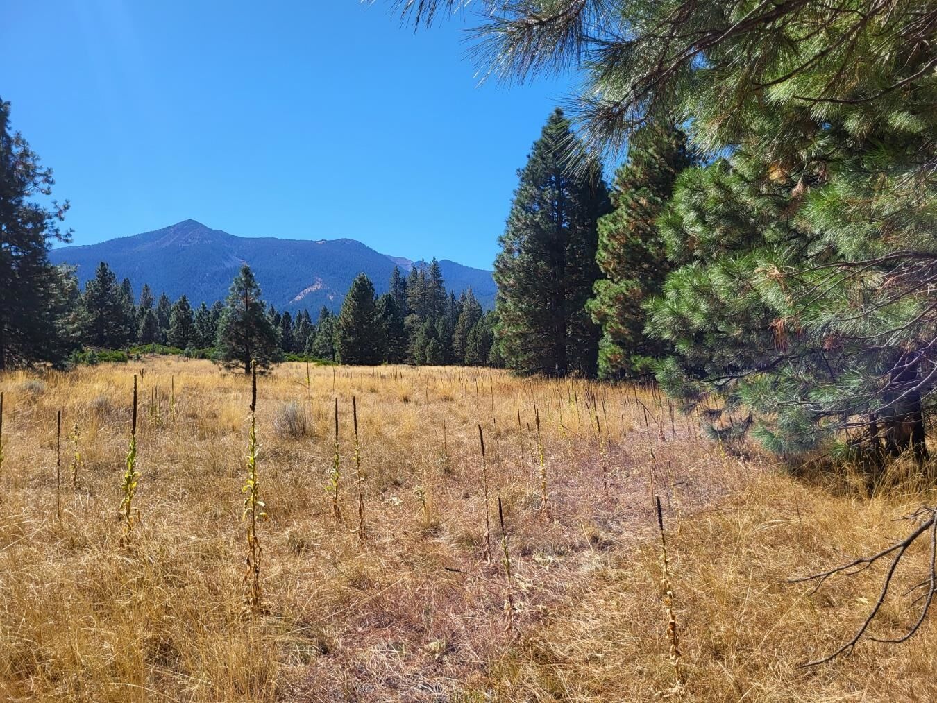 Property Photo:  Lot 20 N Old Stage Rd  CA 96094 