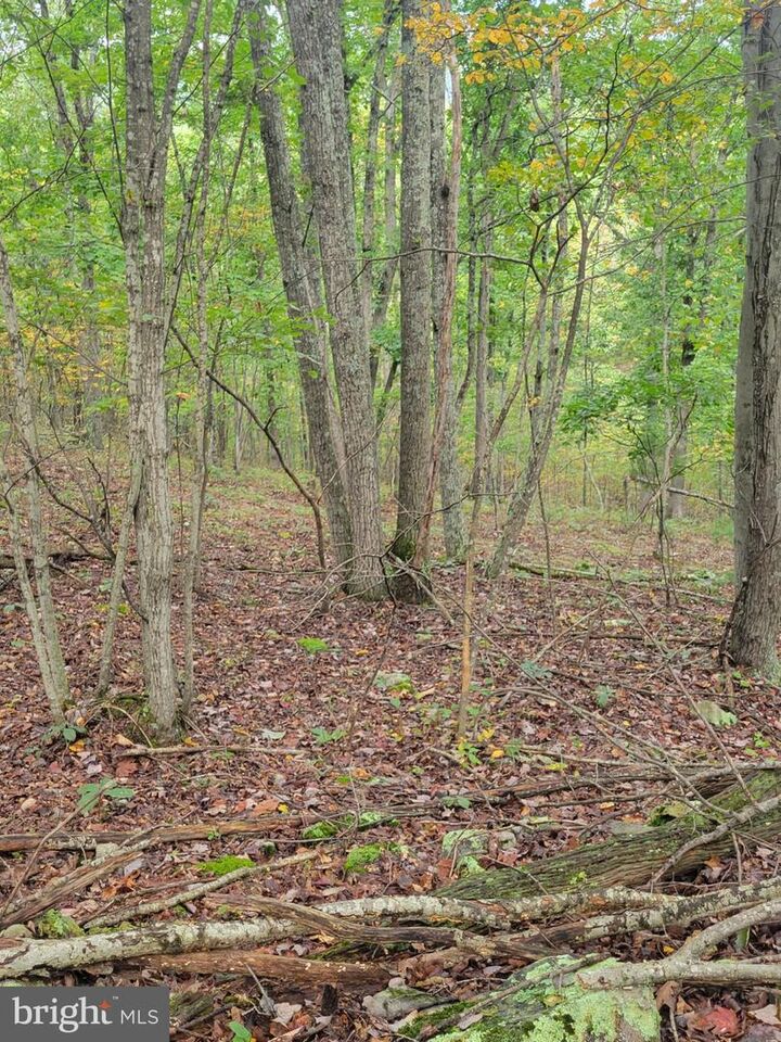 Property Photo:  Bear Road  WV 26714 