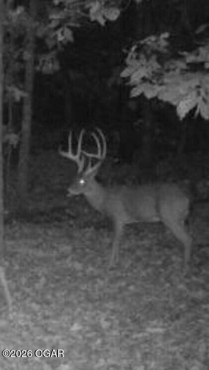 Property Photo: 114 Acres Styles Road -- MO 64854