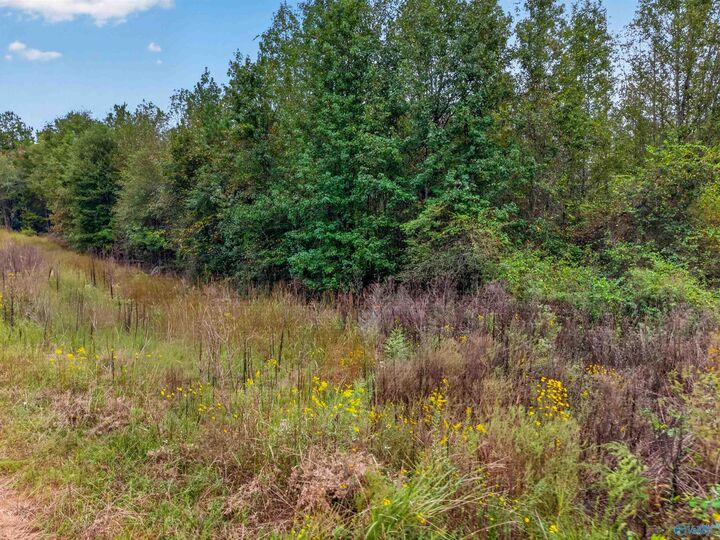 Property Photo: 11 Acres County Road 297 AL 35160