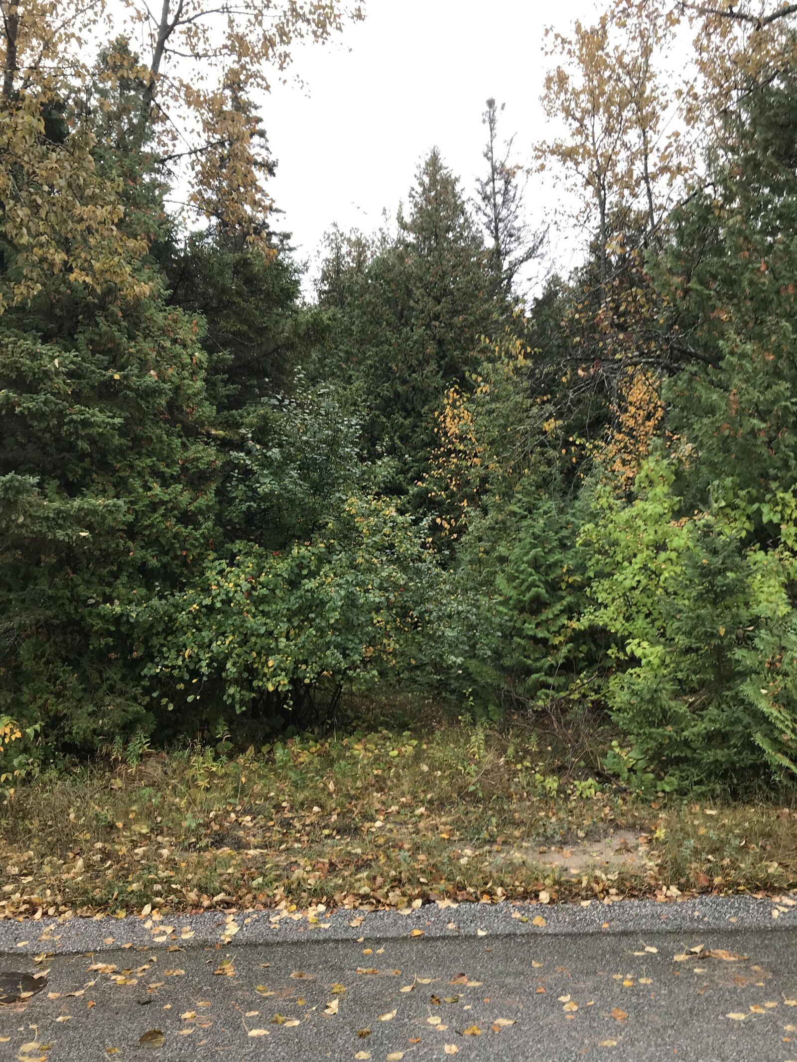 Property Photo:  Tbd Democrat Rd  MI 49725 