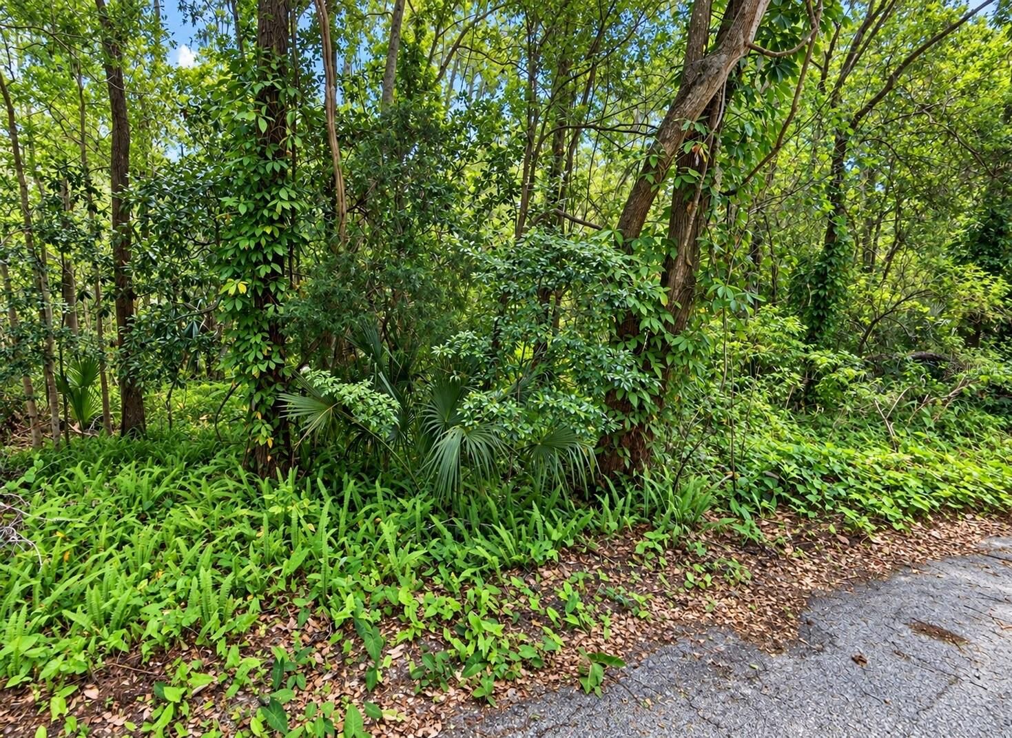 Property Photo: 0 Olive Street FL 34601